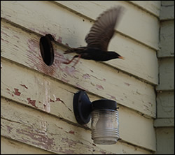 bird removal North Carolina