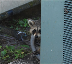 raccoon removal North Carolina